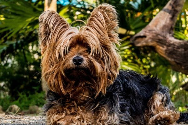 Cachorro para apartamento: conheça as raças mais adaptáveis yorkshire-terrier