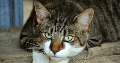 Gatos domésticos de pelo curto: conheça essas criaturas adoráveis  Gatos-domesticos-de-pelo-curto