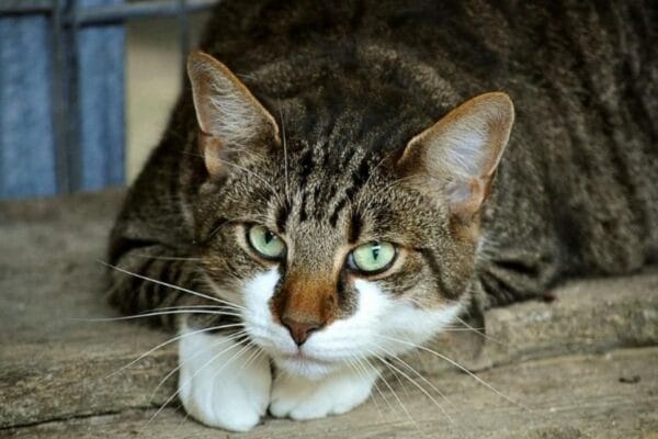 Gatos-domesticos-de-pelo-curto