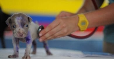 Plano de saúde para pet: Inter x Itaú, qual banco tem a melhor assistência? Plano-de-saude-pet