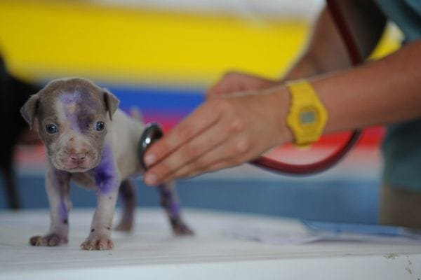 Plano de saúde para pet: Inter x Itaú, qual banco tem a melhor assistência? Plano-de-saude-pet