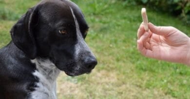 O papel do adestrador de cães na educação canina: um guia completo adestrador-de-caes
