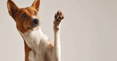 Adestramento de cães em casa: técnicas e estratégias essenciais adestramento-de-caes-em-casa