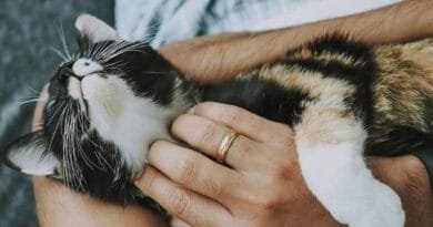 Adoção de animais: a solução para o abandono e a solidão adocao-de-animais