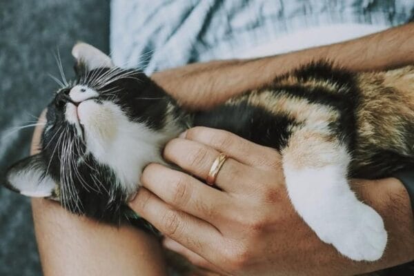 Adoção de animais: a solução para o abandono e a solidão adocao-de-animais