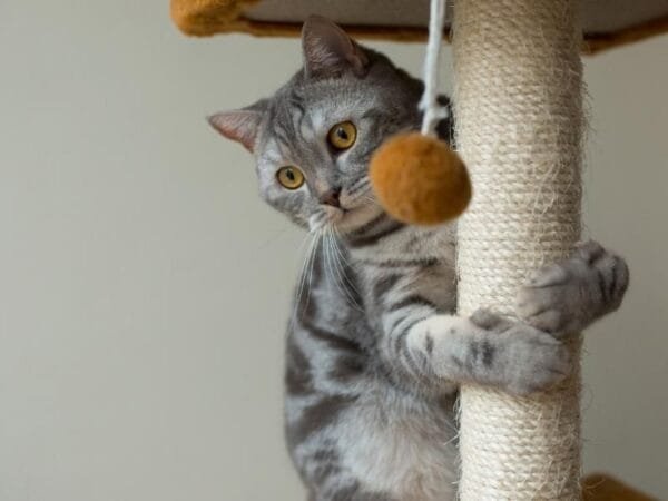 O arranhador de gato - um item essencial para o bem-estar do seu felino   arranhador-para-gato