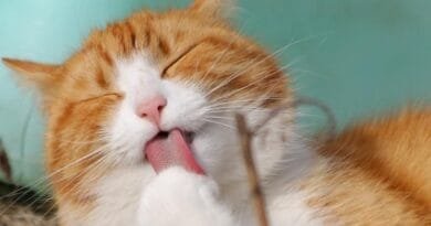 Comportamento felino: entendendo a natureza e os mistérios dos gatos comportamento-felino