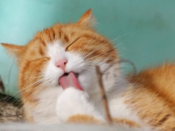 Comportamento felino: entendendo a natureza e os mistérios dos gatos comportamento-felino