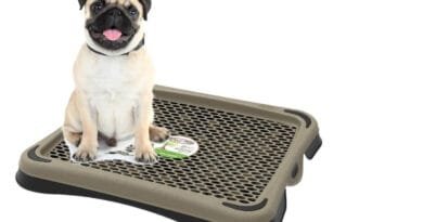 Banheiro inteligente para cachorro: um novo jeito de facilitar a vida do seu amigo peludo Banheiro-inteligente-para-cachorro