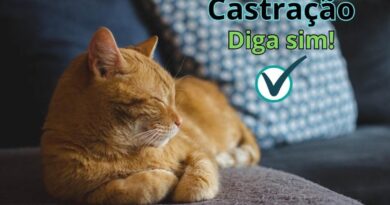 Castracao-de-gato