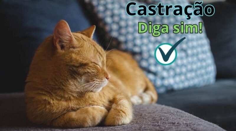 Castracao-de-gato