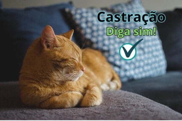 Castração de gato: benefícios, considerações e cuidados pós-operatórios Castracao-de-gato