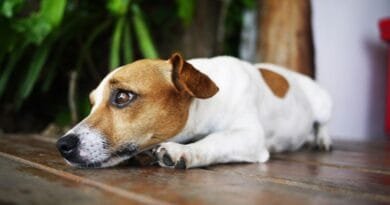 Dermatite em cachorro: causas, sintomas e tratamentos Dermatite-em-cachorro