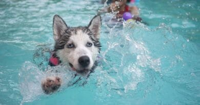 Fisioterapia para cachorro: promovendo saúde e bem-estar canino Fisioterapia-para-cachorro