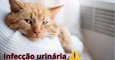 Infeccao-urinaria-em-gatos