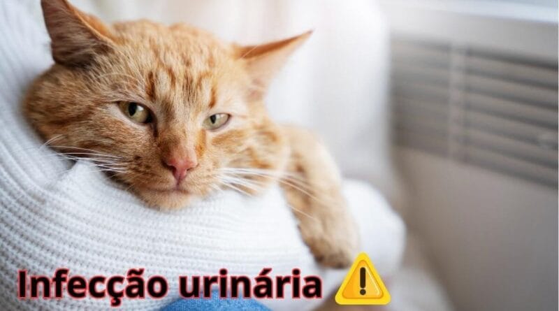 Infeccao-urinaria-em-gatos