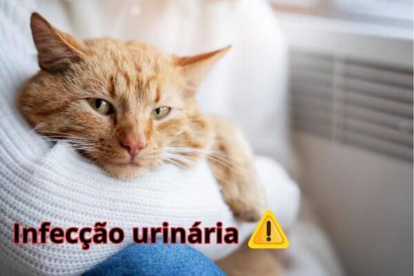 Infeccao-urinaria-em-gatos