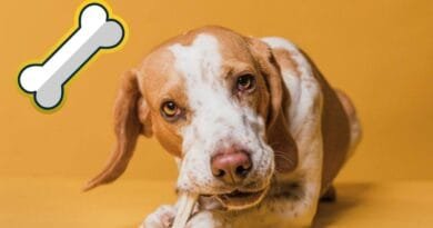 Ossos para cachorro: benefícios, riscos e escolha certa para o seu amigo de quatro patas Ossos-para-cachorro