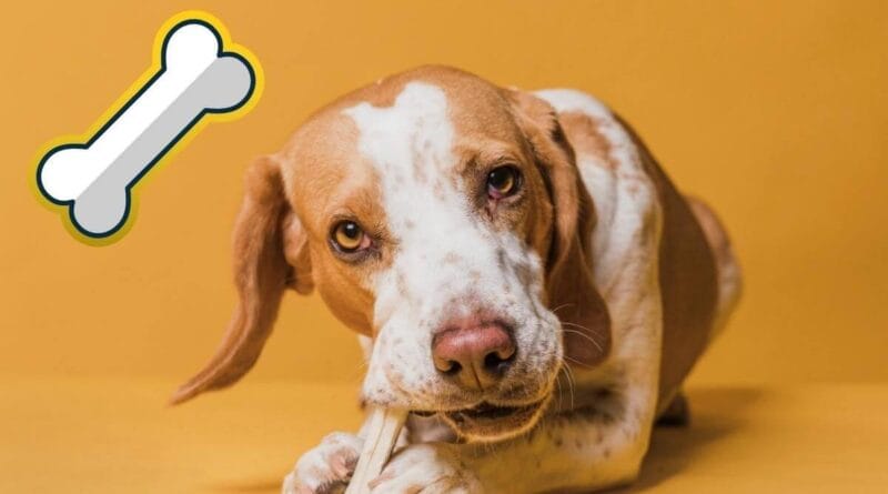 Ossos-para-cachorro