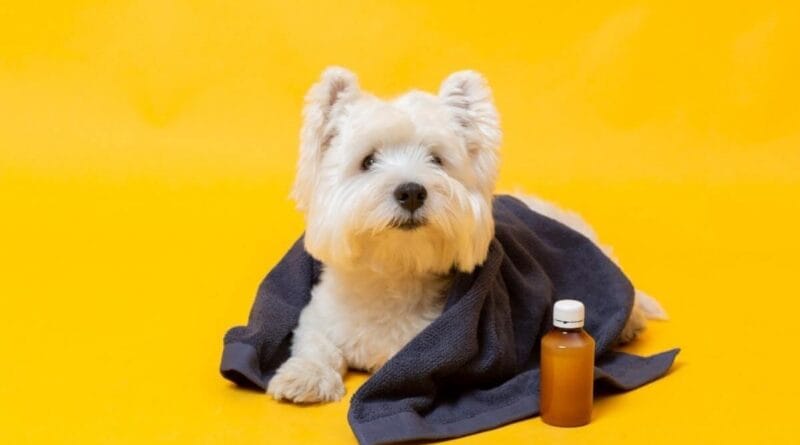 Parvovirose-em-cachorros