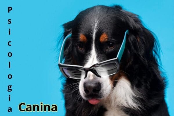 Psicologia-canina