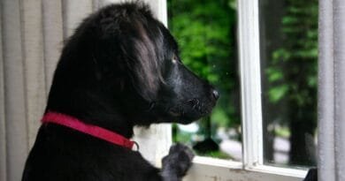 Entendendo e lidando com a ansiedade de separação em cachorros ansiedade-de-separação-em-cachorros