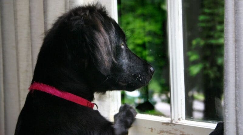 ansiedade-de-separação-em-cachorros