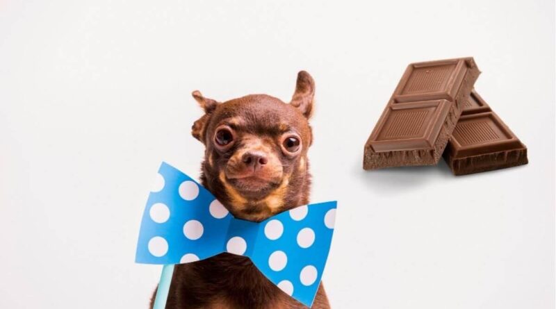 chocolate-para-cachorro