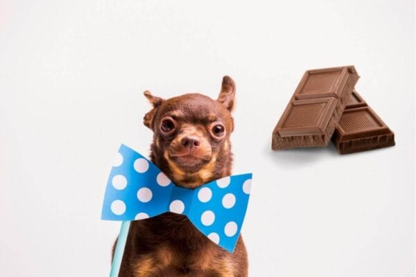 chocolate-para-cachorro