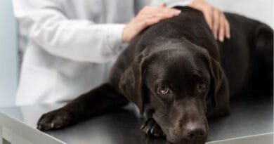 Cinomose em cachorros: causas, sintomas, tratamento e prevenção cinomose-em-cachorros