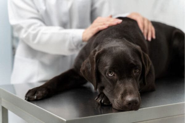Cinomose em cachorros: causas, sintomas, tratamento e prevenção cinomose-em-cachorros