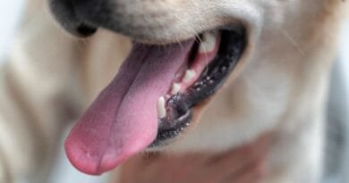 Como cuidar dos dentes do cachorro cuidar dos dentes do cachorro