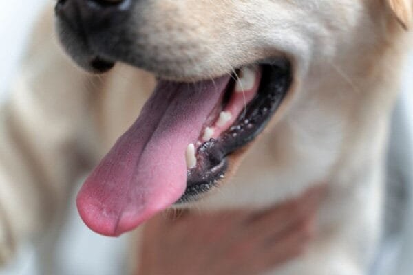 Como cuidar dos dentes do cachorro cuidar dos dentes do cachorro