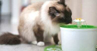 A importância da fonte para gato: hidratação e bem-estar felino fonte-para-gato