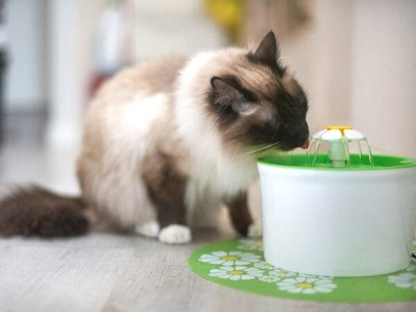 A importância da fonte para gato: hidratação e bem-estar felino fonte-para-gato
