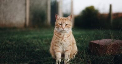 Grama para gatos: benefícios, tipos e cuidados essenciais grama-para-gato