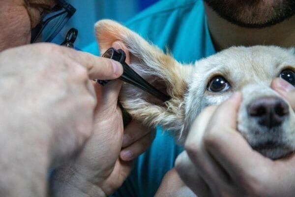 Otite canina: causas, sintomas e tratamentos para o bem-estar do seu pet otite-de-cachorro
