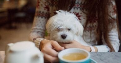 Pet Friendly: o que você precisa saber pet-friendly