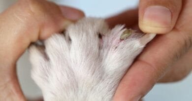 Remédio para carrapatos: protegendo seu animal de estimação remédio-para-carrapatos