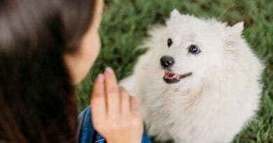 Surdez em cachorro: entendendo os sinais e cuidados necessários surdez-em-cachorro