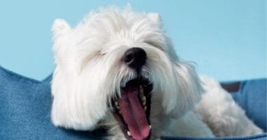 Tosse de cachorro: causas, sintomas e tratamentos tosse-de-cachorro
