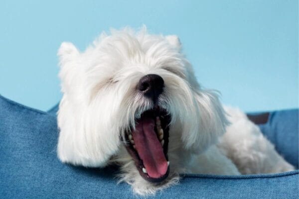 Tosse de cachorro: causas, sintomas e tratamentos tosse-de-cachorro