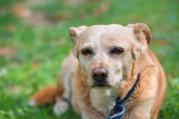 Cachorro Cego: Como Cuidar e Dicas para Facilitar o Dia a Dia cachorro-cego