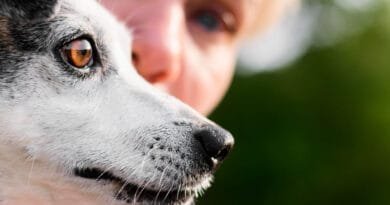 Cachorro Cego: Como Cuidar e Dicas para Facilitar o Dia a Dia cachorro-cego