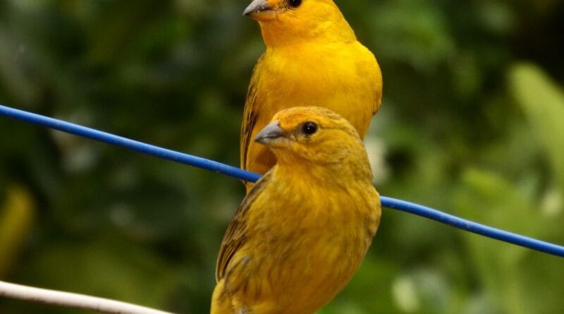 especies-de-canario-2