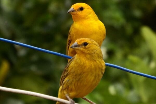 Conheça 10 Espécies de Canários especies-de-canarios