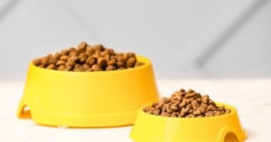 Ração para Gato Castrado: Entenda as Diferenças e Por que é Necessário Mudar! racao-para-gato-castrado