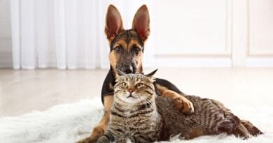 Tapete Gelado Pet: Conforto e Frescor para o seu Melhor Amigo! tapete-gelado-pet