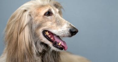 Afghan-Hound-1