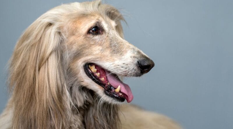 Afghan-Hound-1